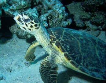 Schildkr&ouml;te