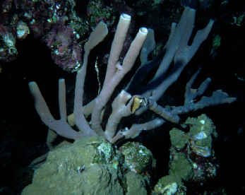 Syphonschwamm