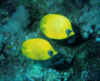 Maskenfalterfische