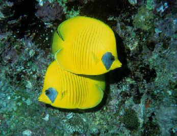 Maskenfalterfische