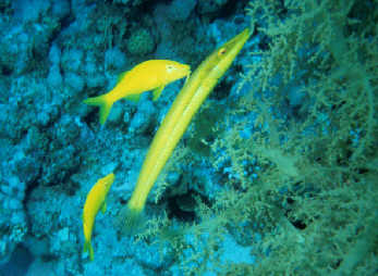 gelber Fisch
