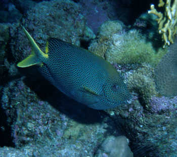 Kaninchenfisch