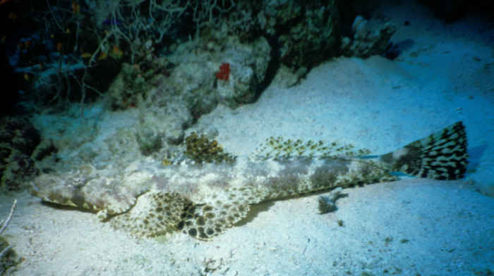 Alligatorfisch