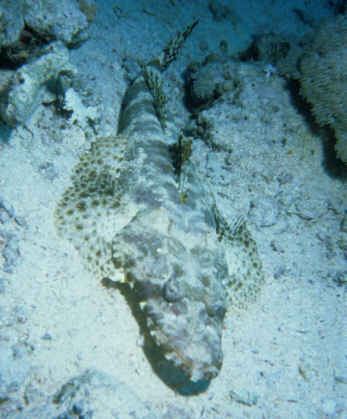 Alligatorfisch