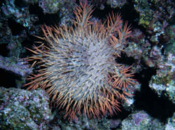 Dornenkrone