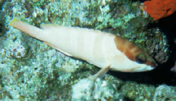 Baskenm&uuml;tzenbarsch