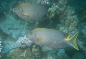 Kaninchenfisch