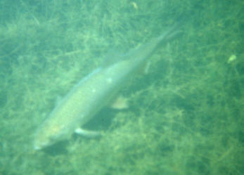 Zander
