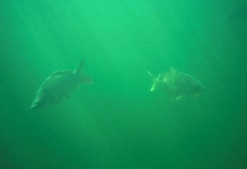 Karpfenpaar
