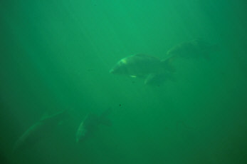 Karpfenschwarm