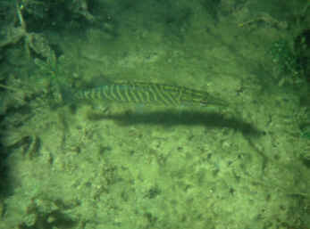 Junghecht