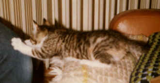 Teddy